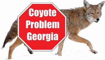 coyotes population maps united states