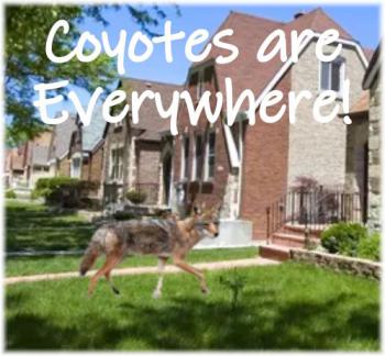 How To Keep Coyotes Away From Your House In North America