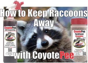 How to Keep Raccoons Away from your House | PredatorPee Store